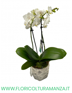 ORCHIDEA PHALAENOPSIS 2