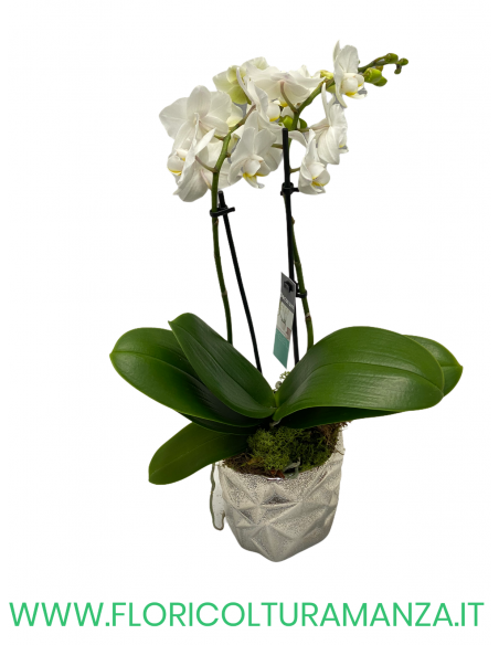 ORCHIDEA PHALAENOPSIS
