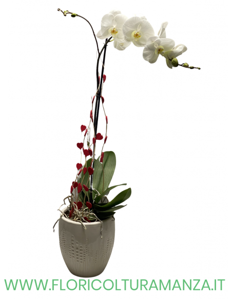 PHALAENOPSIS CON VASO IN CERAMICA