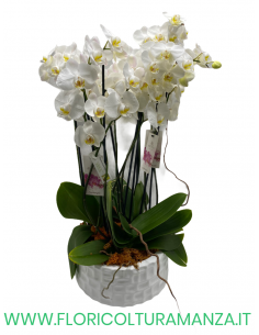 PHALAENOPSIS BIANCHE