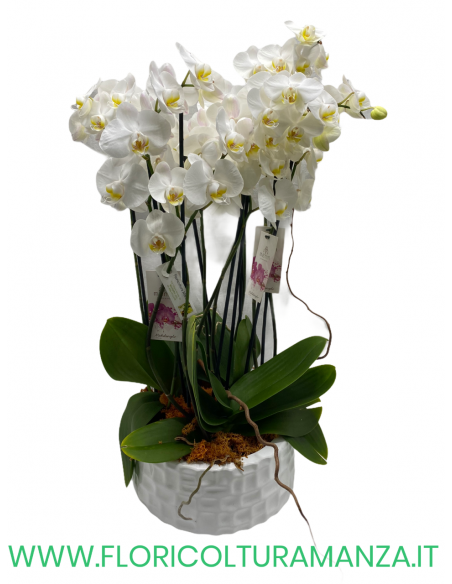 PHALAENOPSIS BIANCHE