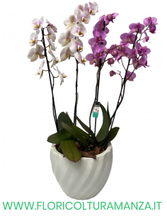 PHALAENOPSIS COLORATE