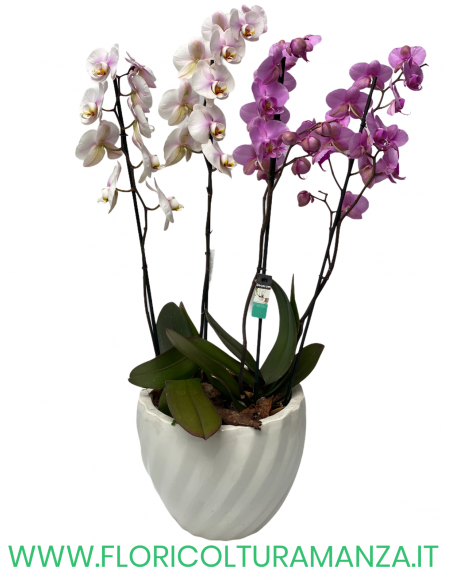 PHALAENOPSIS COLORATE