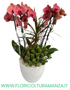 PHALAENOPSIS ROSA CON PIANTRE VERDI