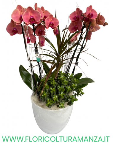 PHALAENOPSIS ROSA CON PIANTRE VERDI
