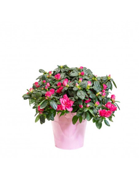 AZALEA  IN VASO DI CERAMICA