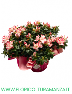 AZALEA  VASO 18