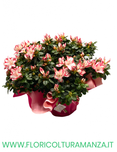 AZALEA  VASO 18