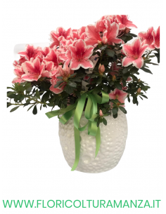 AZALEA CON VASO IN CERAMICA