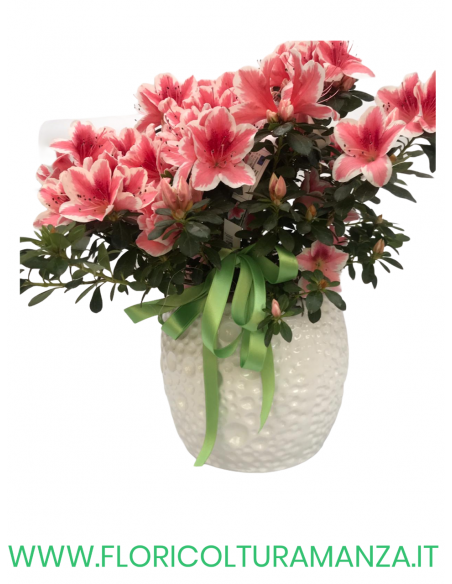 AZALEA CON VASO IN CERAMICA