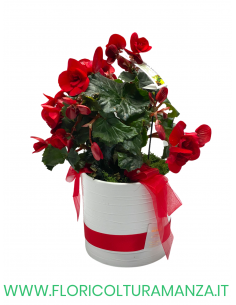 BEGONIA CON VASO IN CERAMICA