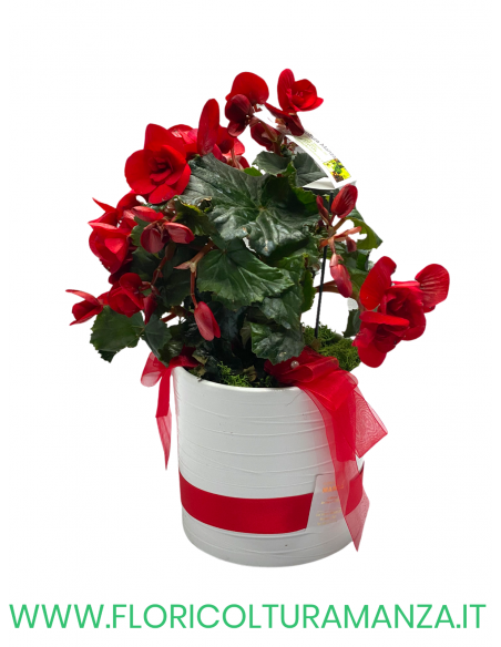 BEGONIA CON VASO IN CERAMICA