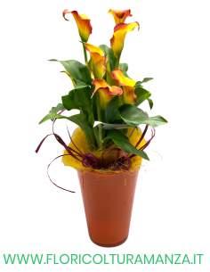 CALLA CON VASO IN CERAMICA ALTO
