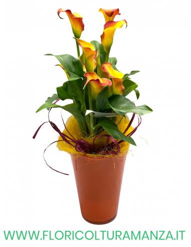 CALLA CON VASO IN CERAMICA ALTO