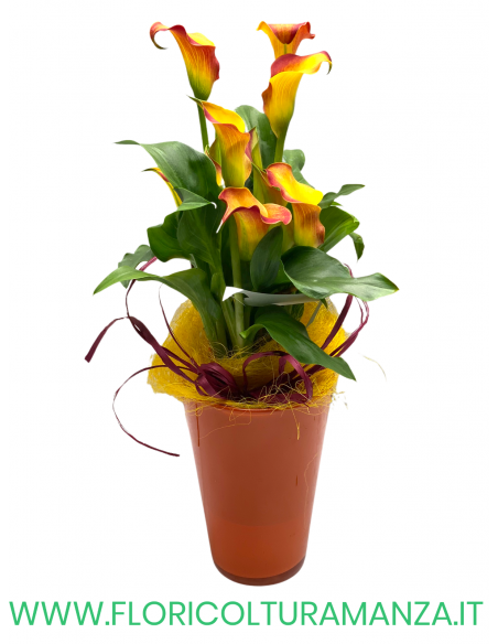 CALLA CON VASO IN CERAMICA ALTO