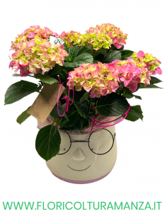 ORTENSIA CON VASO IN CERAMICA