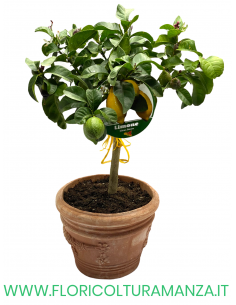 LIMONE  IN VASO COTTO TOSCANO