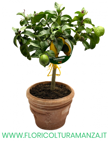 LIMONE  IN VASO COTTO TOSCANO
