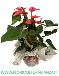 ANTHURIUM ROSA