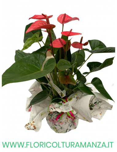 ANTHURIUM ROSA