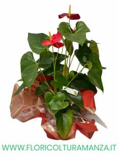 ANTHURIUM ROSSO