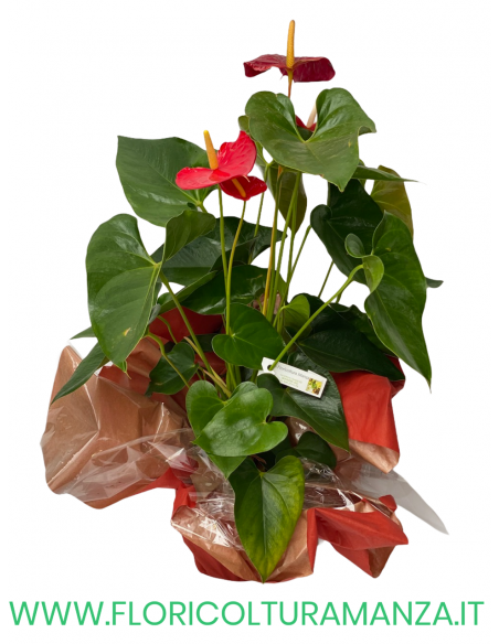 ANTHURIUM ROSSO