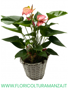 CESTINO CON ANTHURIUM vaso 15 A3