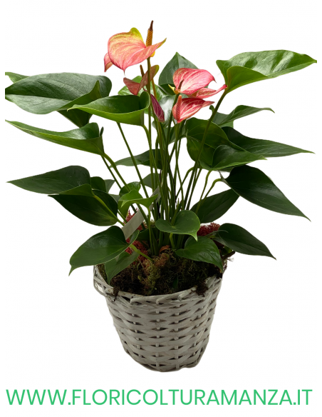 CESTINO CON ANTHURIUM vaso 15 A3