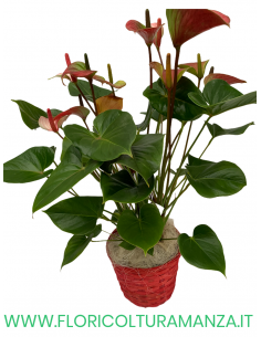 CESTINO CON ANTHURIUM A1
