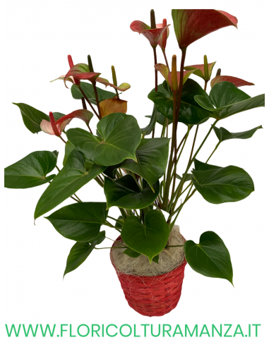 CESTINO CON ANTHURIUM A1