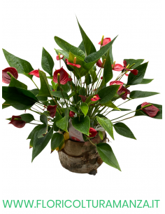 CESTINO CON ANTHURIUM A2