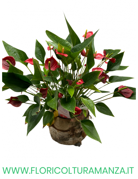 CESTINO CON ANTHURIUM A2