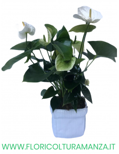 ANTHURIUM BIANCO  CON VASO IN CERAMICA