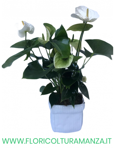ANTHURIUM BIANCO  CON VASO IN CERAMICA