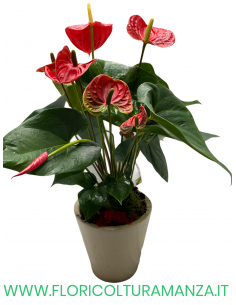 ANTHURIUM ROSSO CON VASO IN CERAMICA