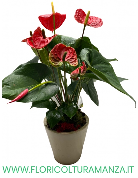 ANTHURIUM ROSSO CON VASO IN CERAMICA