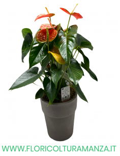 ANTHURIUM CON VASO IN RESINA GRIGIO