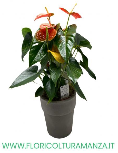 ANTHURIUM CON VASO IN RESINA GRIGIO