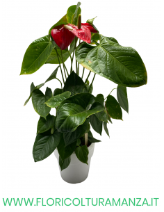 ANTHURIUM CON VASO IN RESINA BIANCO