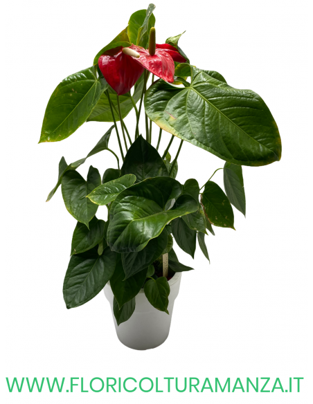ANTHURIUM CON VASO IN RESINA BIANCO