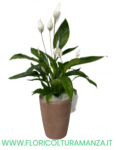 SPATHIPHYLLUM