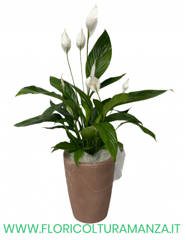 SPATHIPHYLLUM