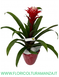 GUZMANIA ROSSA E BIANCA CON VASO CERAMICA
