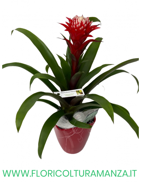 GUZMANIA ROSSA E BIANCA CON VASO CERAMICA
