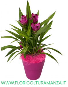 CURCUMA