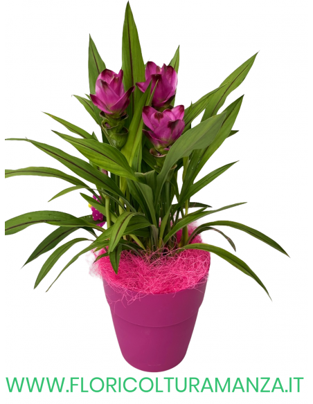 CURCUMA