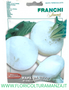 RAPA DA ORTO BIANCA LODIGIANA