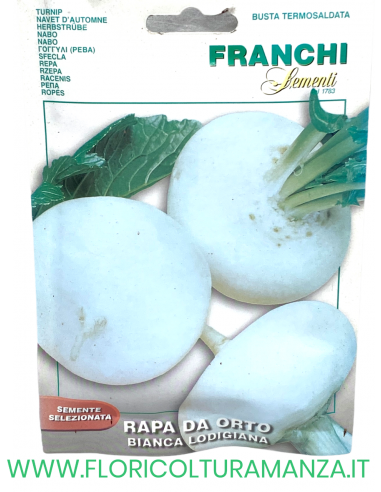 RAPA DA ORTO BIANCA LODIGIANA