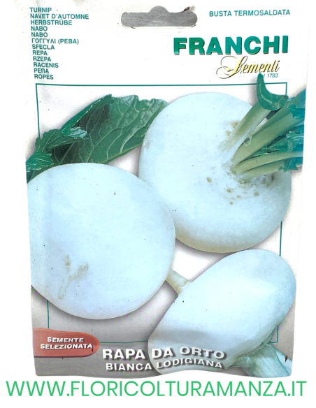 RAPA DA ORTO BIANCA LODIGIANA