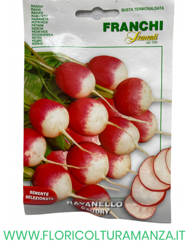 RAVANELLO GAUDRY